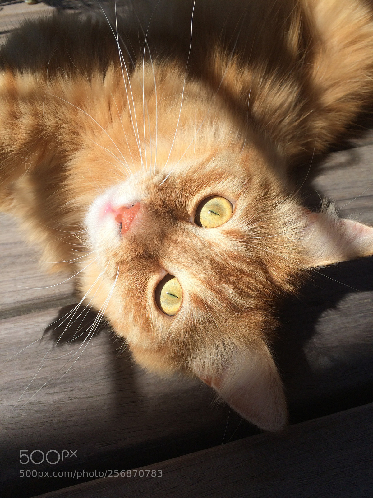 Apple iPhone 5s sample photo. Cat eyes photography