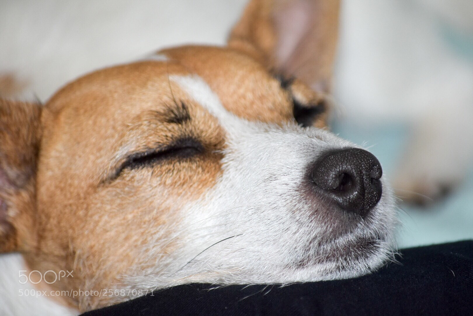 Nikon D7200 sample photo. Mondaymood photography
