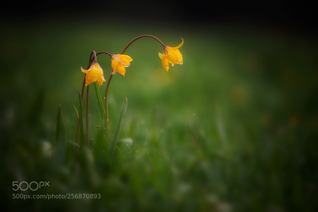 Nikon D610 sample photo. Tulipa biebersteiniana photography