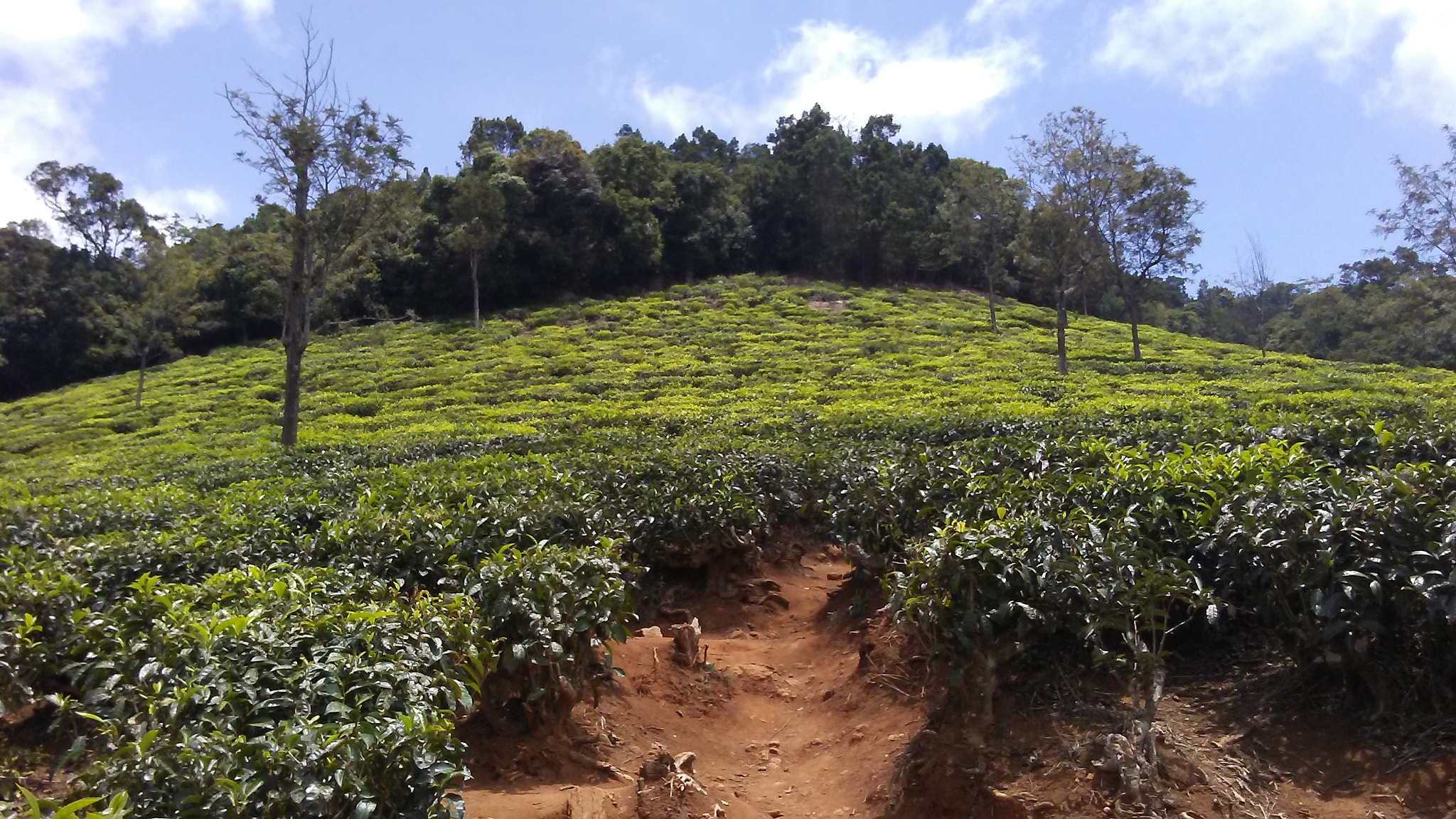 LG M1 sample photo. Tea estate photography