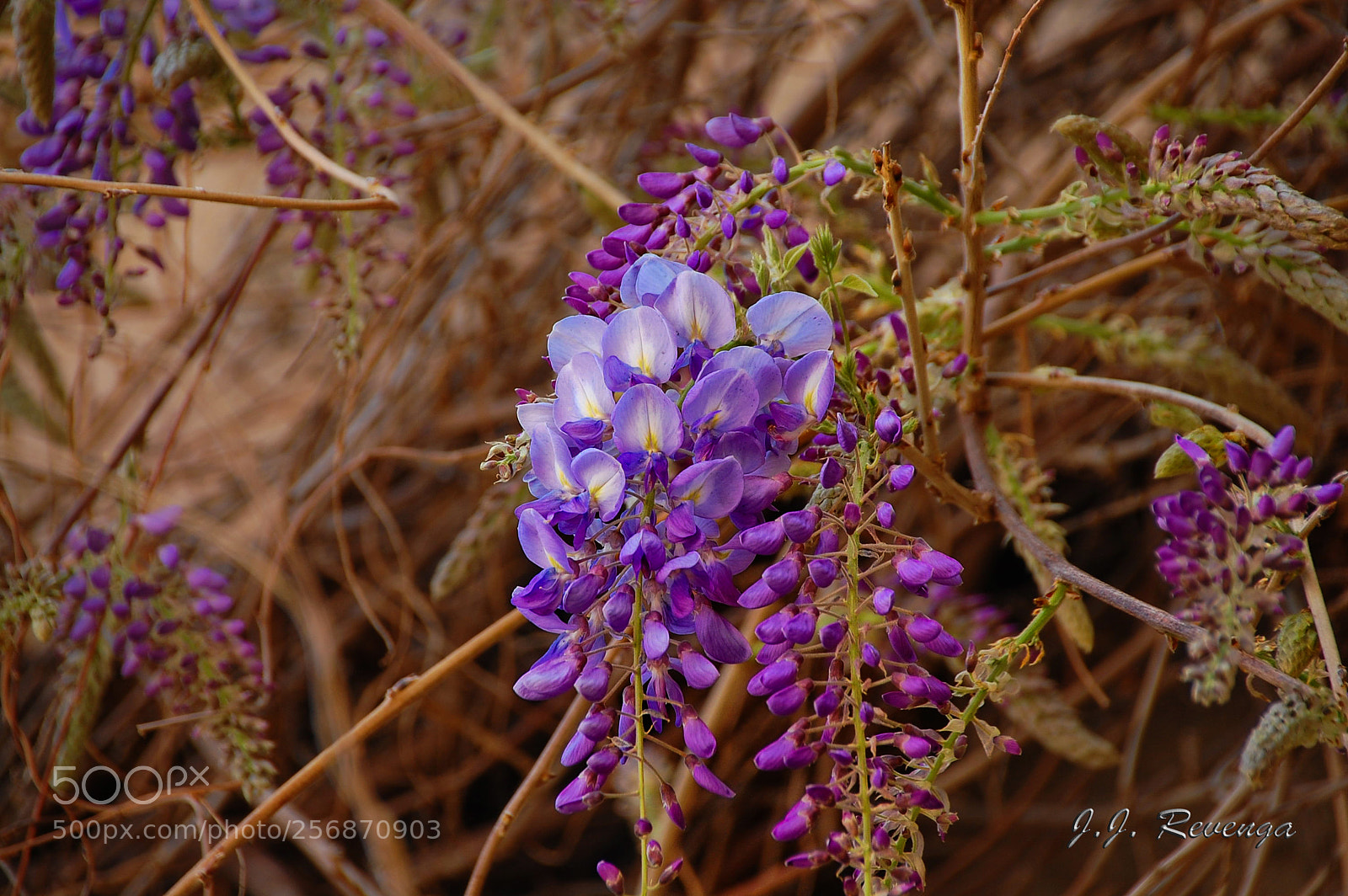 Nikon D40 sample photo. Florecillas photography