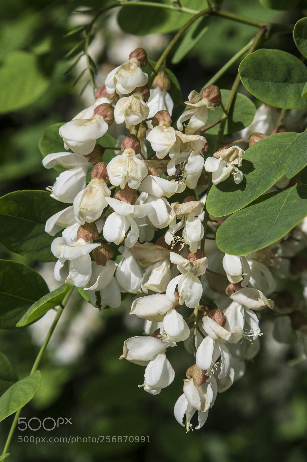 Pentax K-r sample photo. Fiore di acacia photography