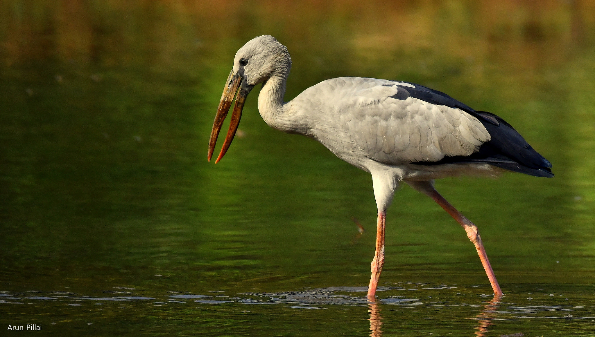 Nikon D500 sample photo. Asian openbill stork photography