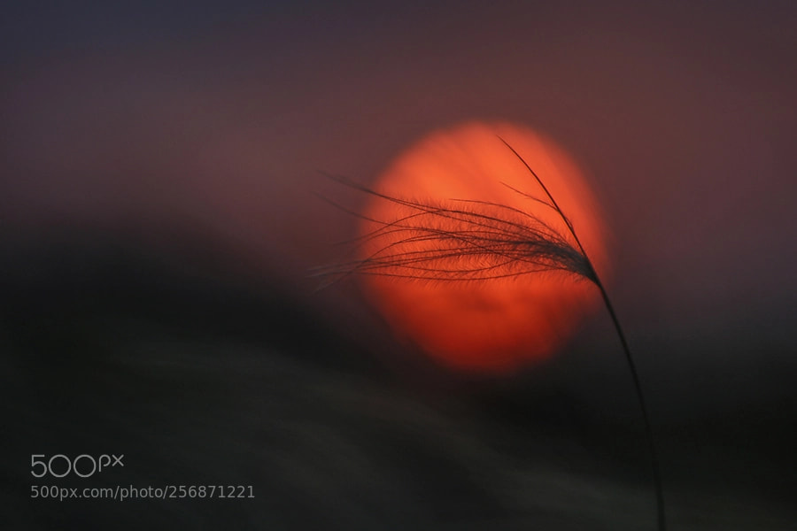 Canon EOS 80D sample photo. Sunset photography