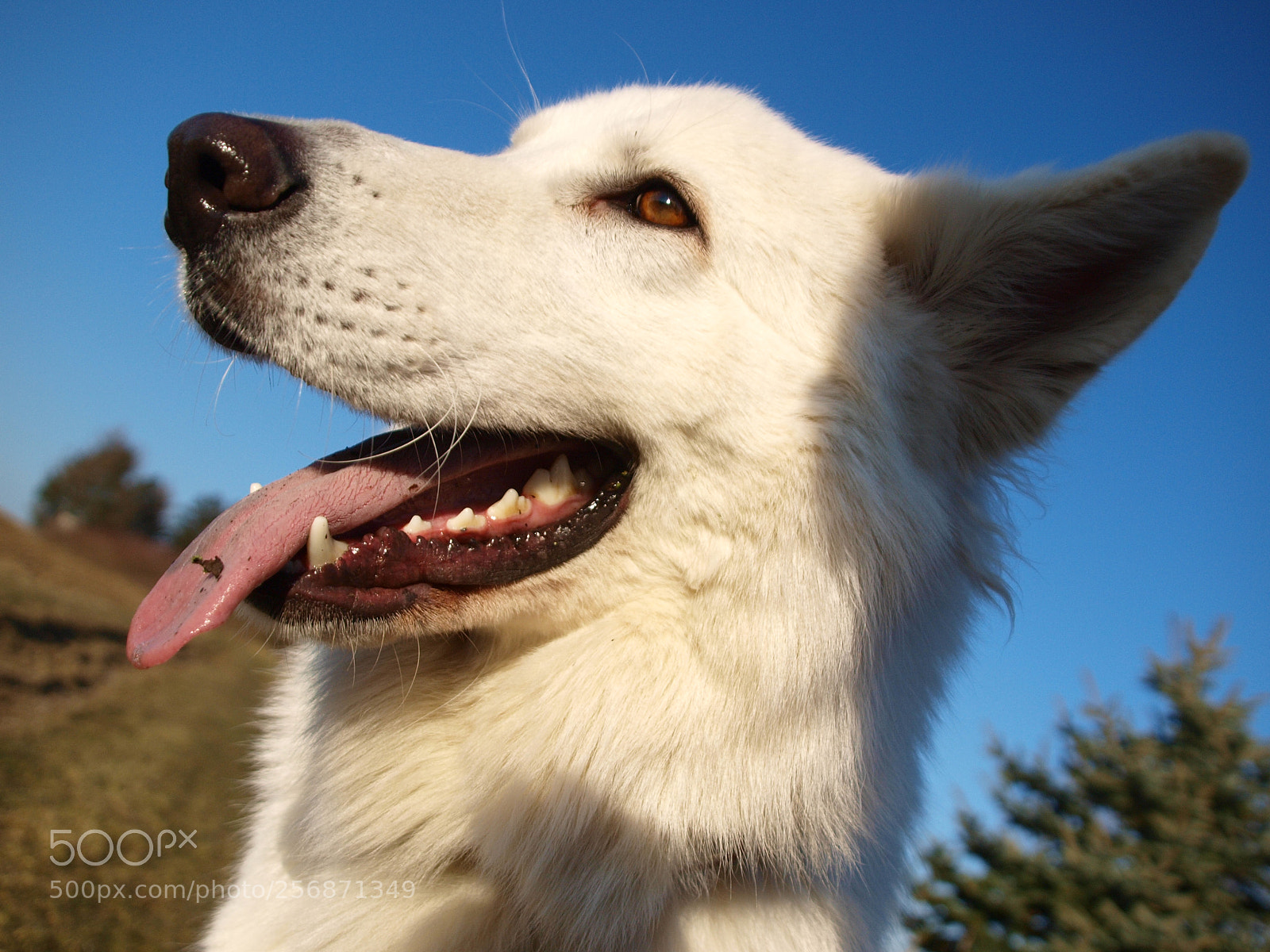 Olympus E-520 (EVOLT E-520) sample photo. Filou unter blauem himmel photography
