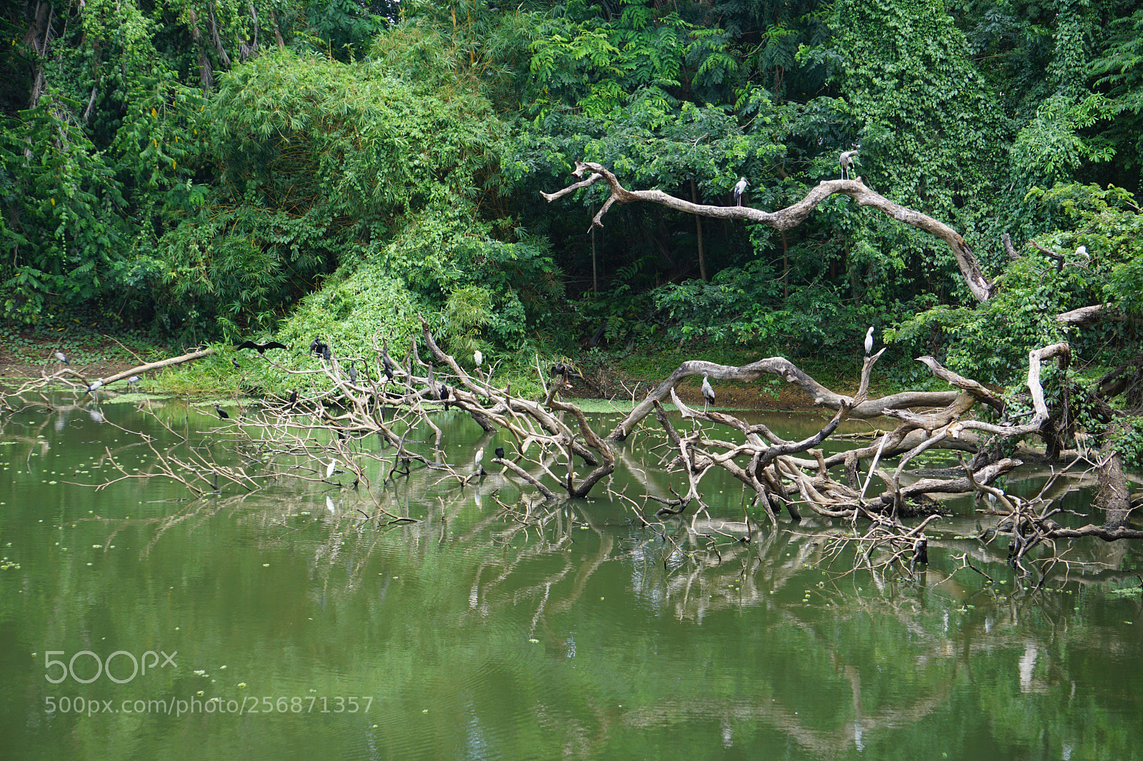 Sony a6000 sample photo. Green reflections photography