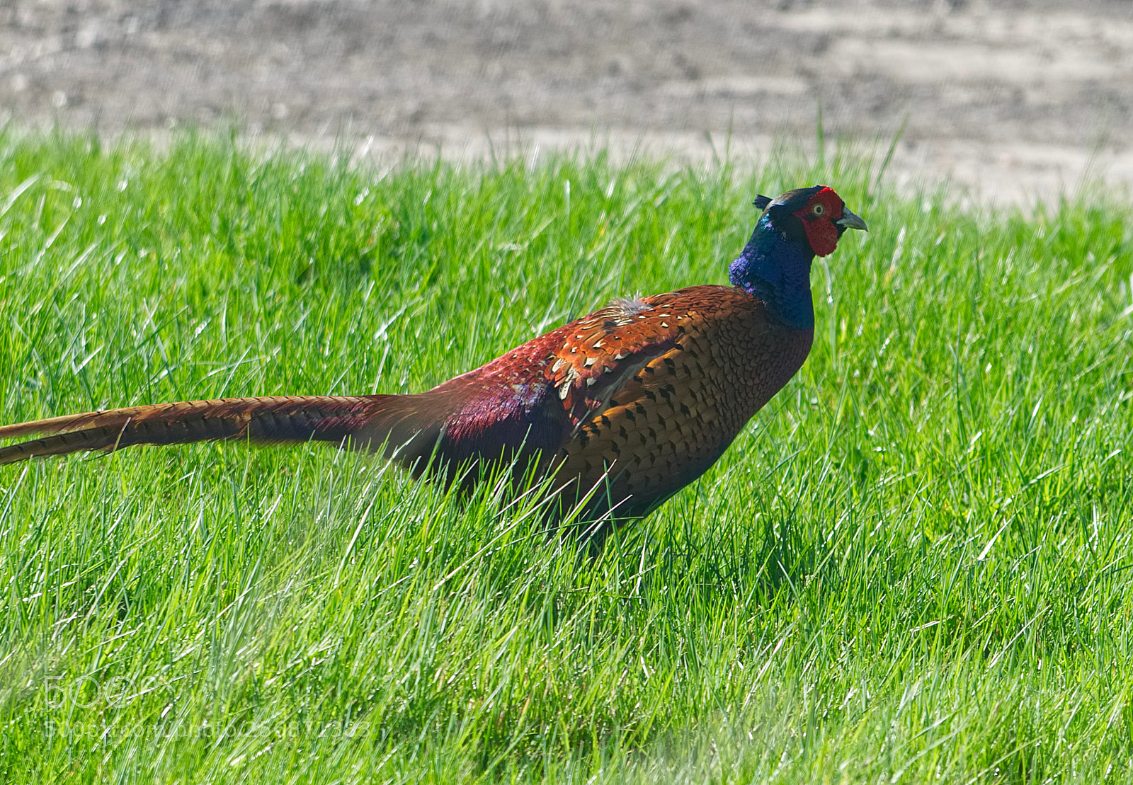 Nikon D5100 sample photo. Pheasant photography