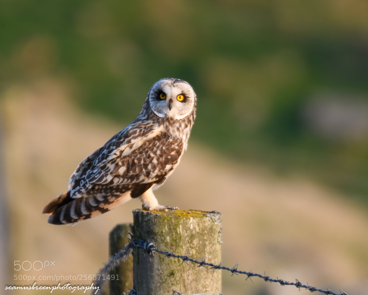 Nikon D850 sample photo. Short eared on fence photography