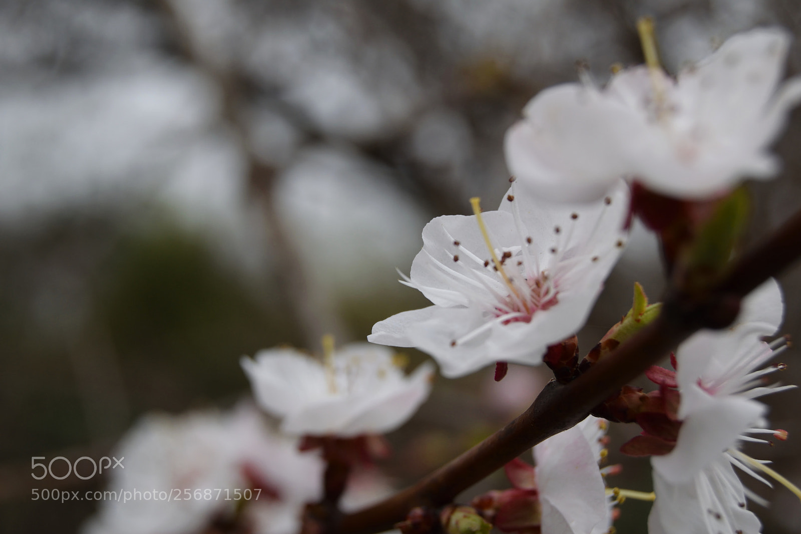 Nikon D3300 sample photo. Bloom apricot of manchurch photography