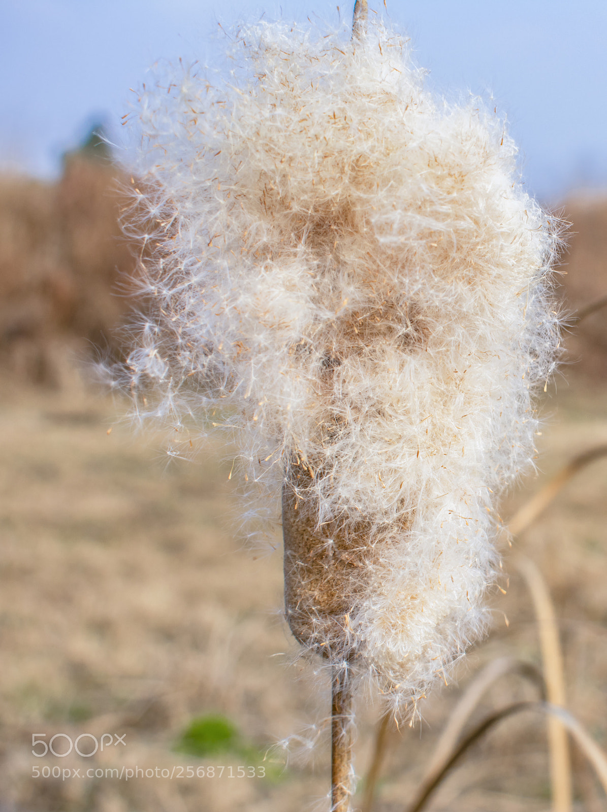 Nikon D3400 sample photo. 毛蜡烛 photography