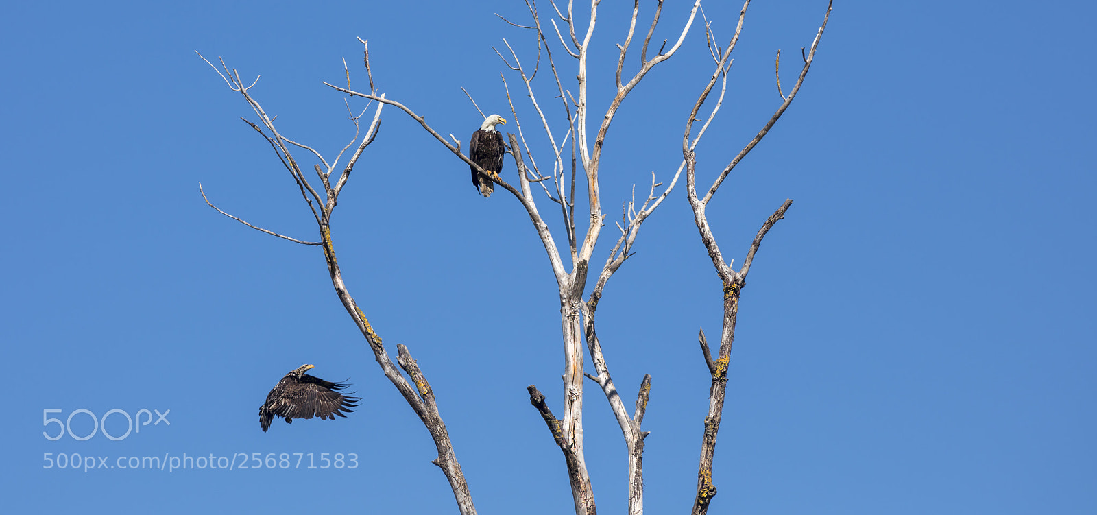 Canon EOS 5DS R sample photo. The landing photography