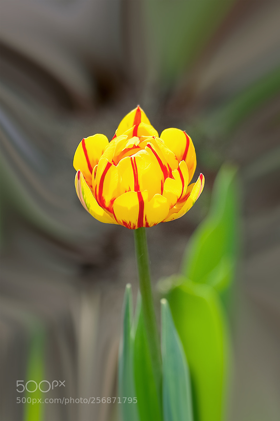 Canon EOS-1D X Mark II sample photo. 郁金香 photography
