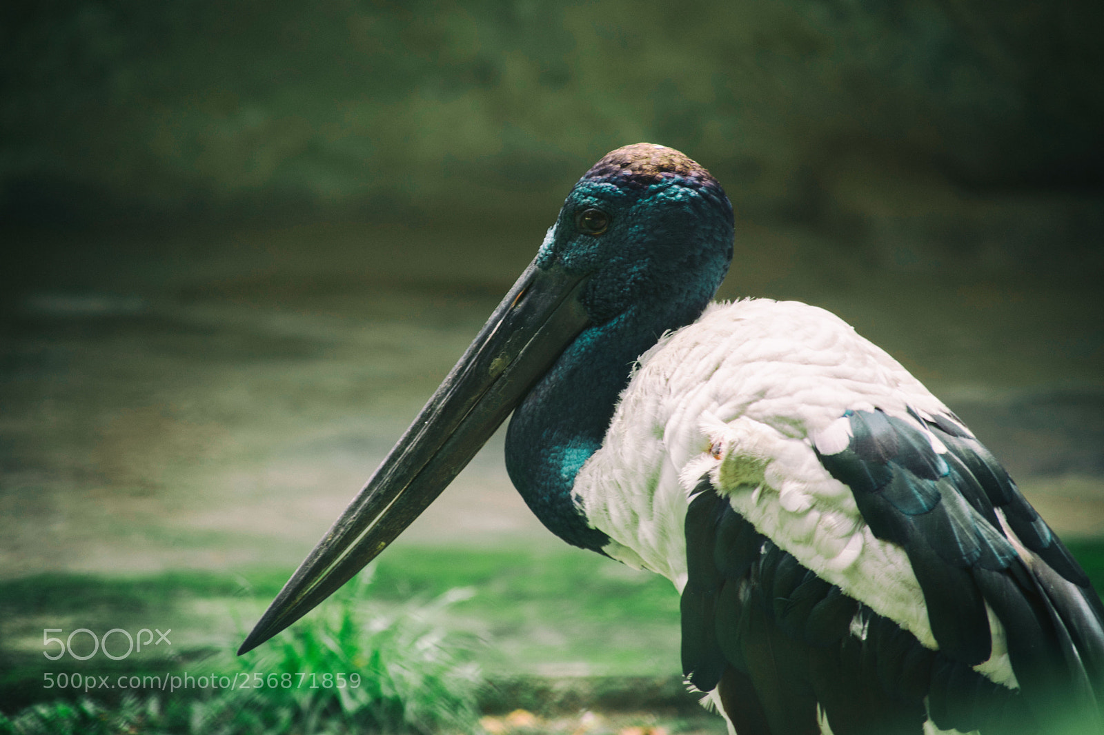 Nikon D5500 sample photo. Black necked stork photography