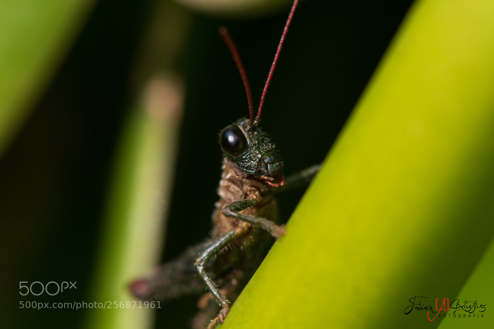 Nikon D750 sample photo. Grillo modelando photography