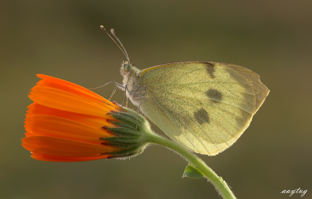 Canon EF 100mm F2.8 Macro USM sample photo. Orange-white photography