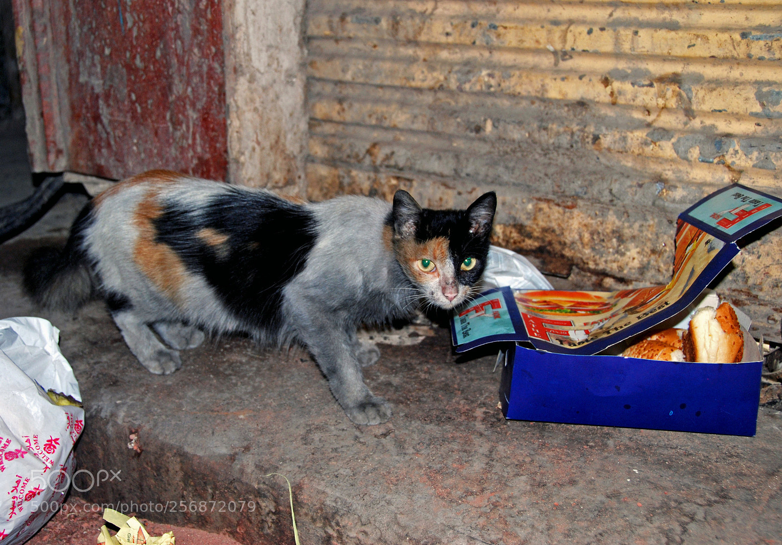 Nikon D80 sample photo. Cairo market cat. photography