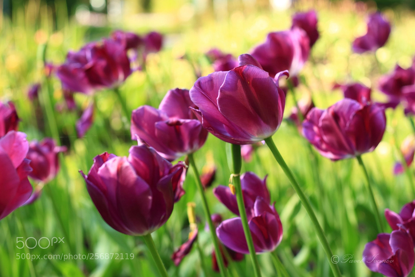 Canon EOS 700D (EOS Rebel T5i / EOS Kiss X7i) sample photo. Spring dream photography