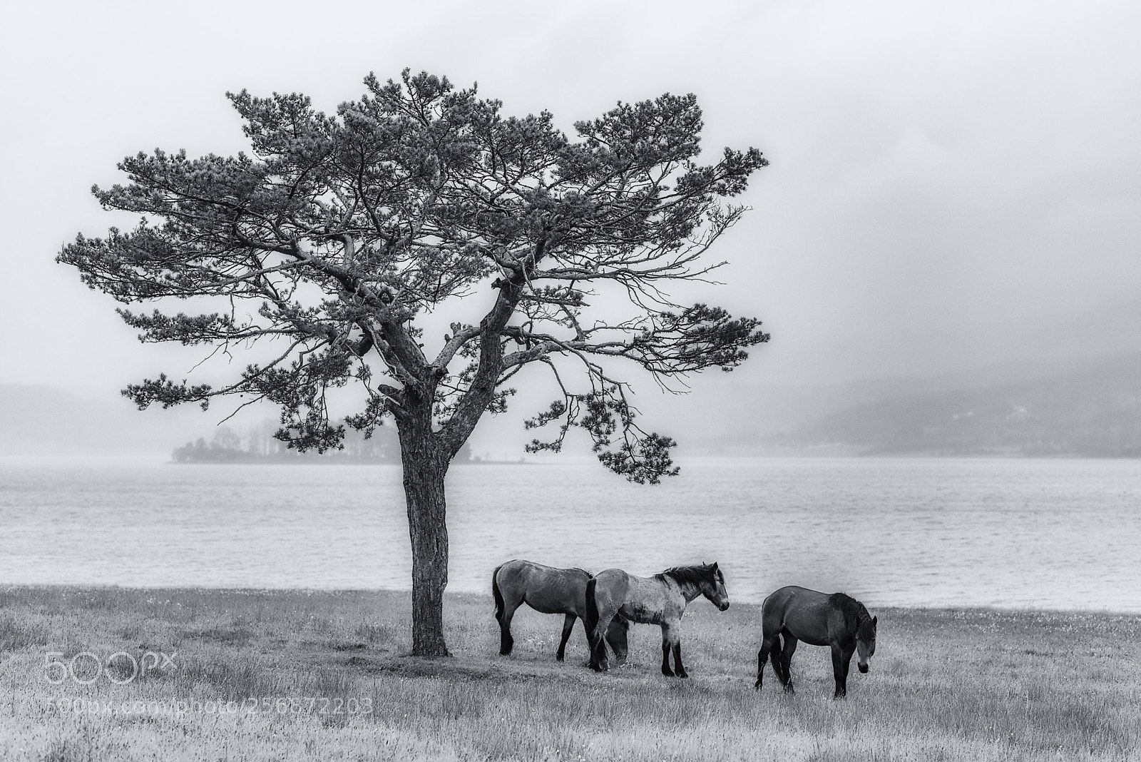 Nikon D750 sample photo. Horses photography