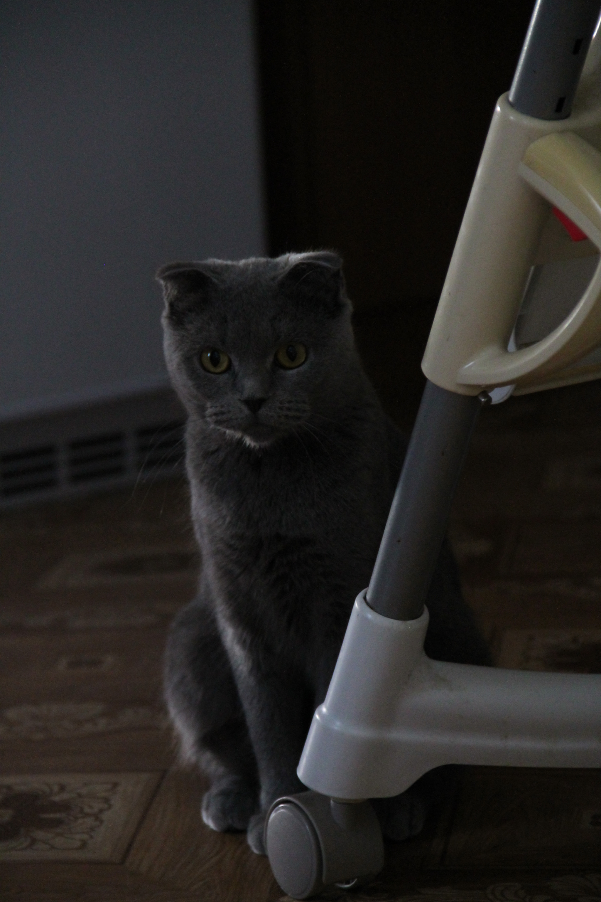 Canon EF-S 18-135mm F3.5-5.6 IS sample photo. Molly photography