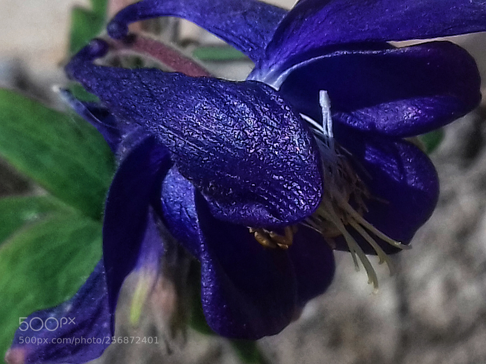 Samsung Galaxy Grand Prime sample photo. Flower photography