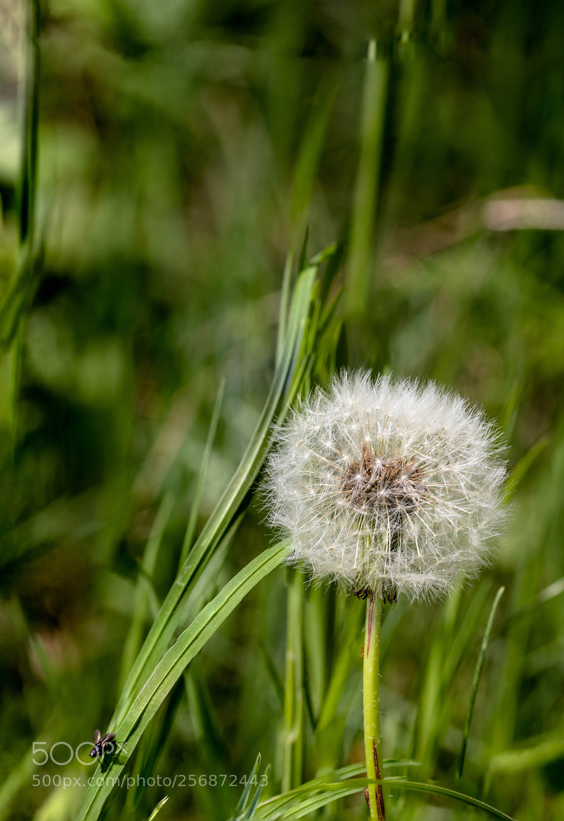 Canon EOS 200D (EOS Rebel SL2 / EOS Kiss X9) sample photo. Taraxacum officinale photography