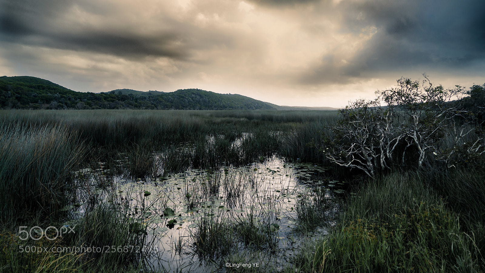 Sony a7 II sample photo. 18 miles swamp photography