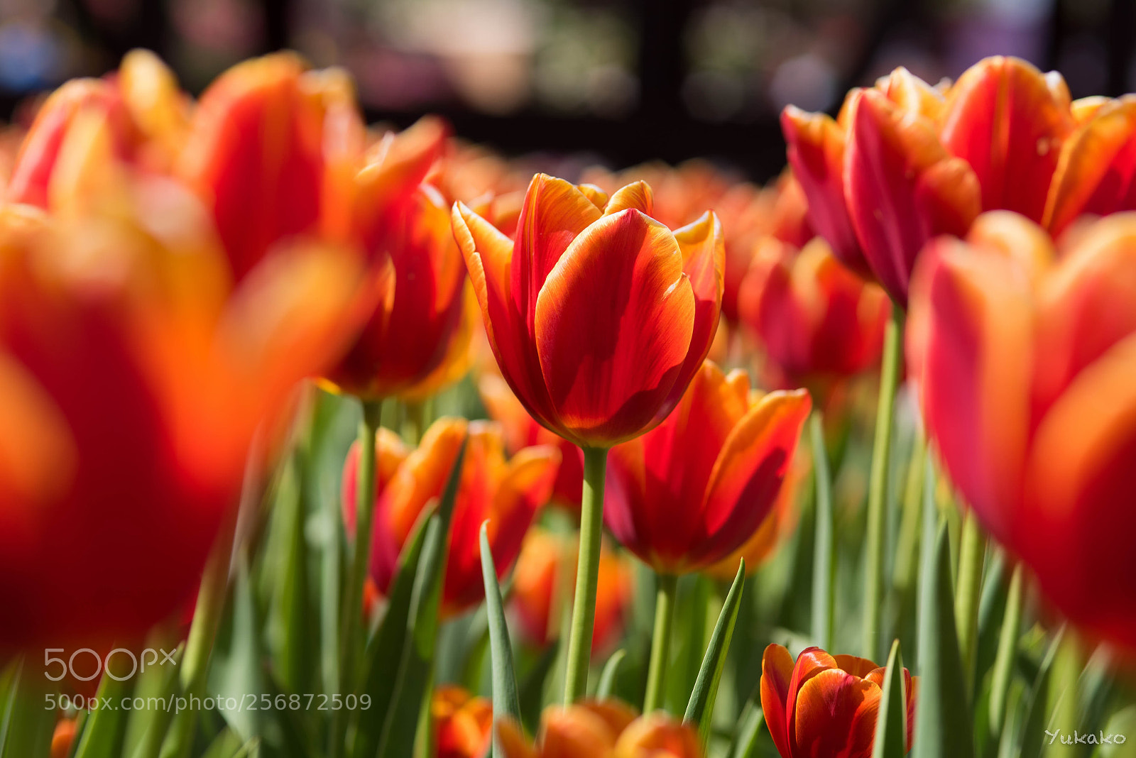 Nikon D750 sample photo. Tulip photography