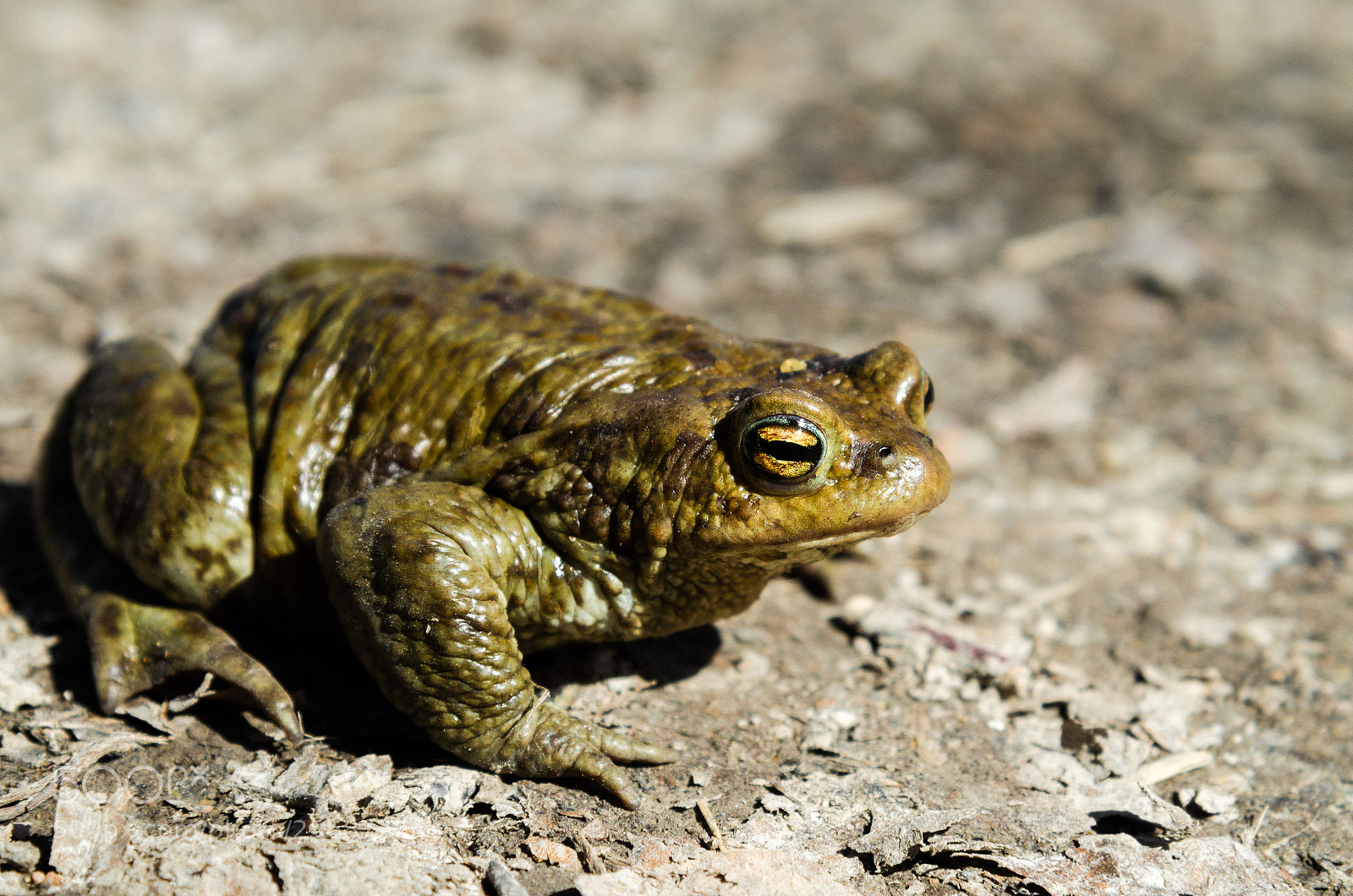 Nikon D5100 sample photo. Crossing the path photography
