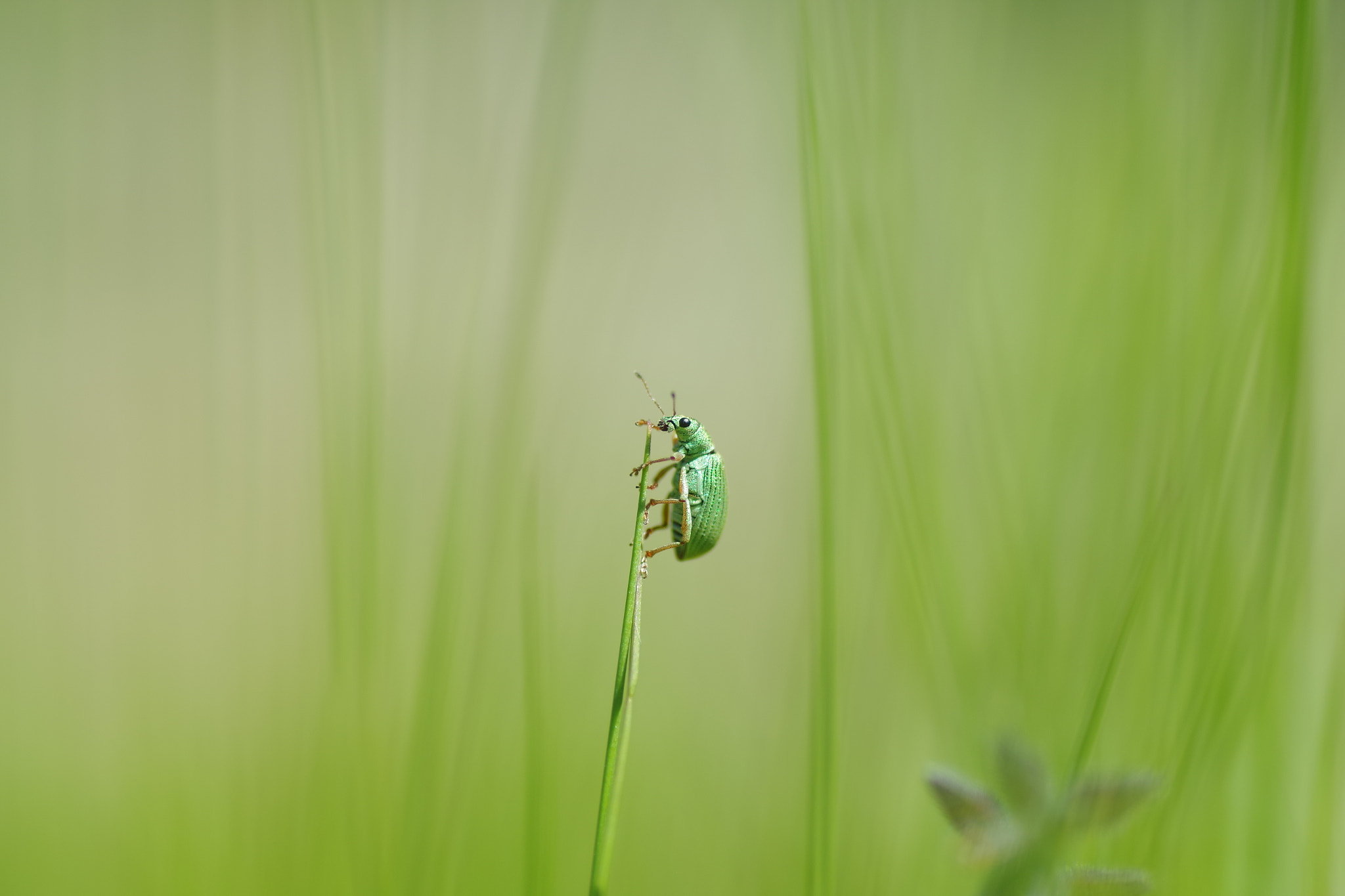 Pentax K-S2 + Tamron SP AF 90mm F2.8 Di Macro sample photo. Au sommet photography