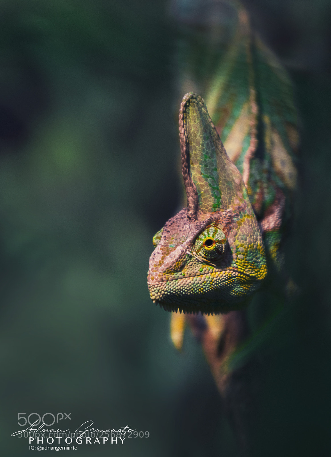 Nikon D7200 sample photo. Eyes on the prize photography