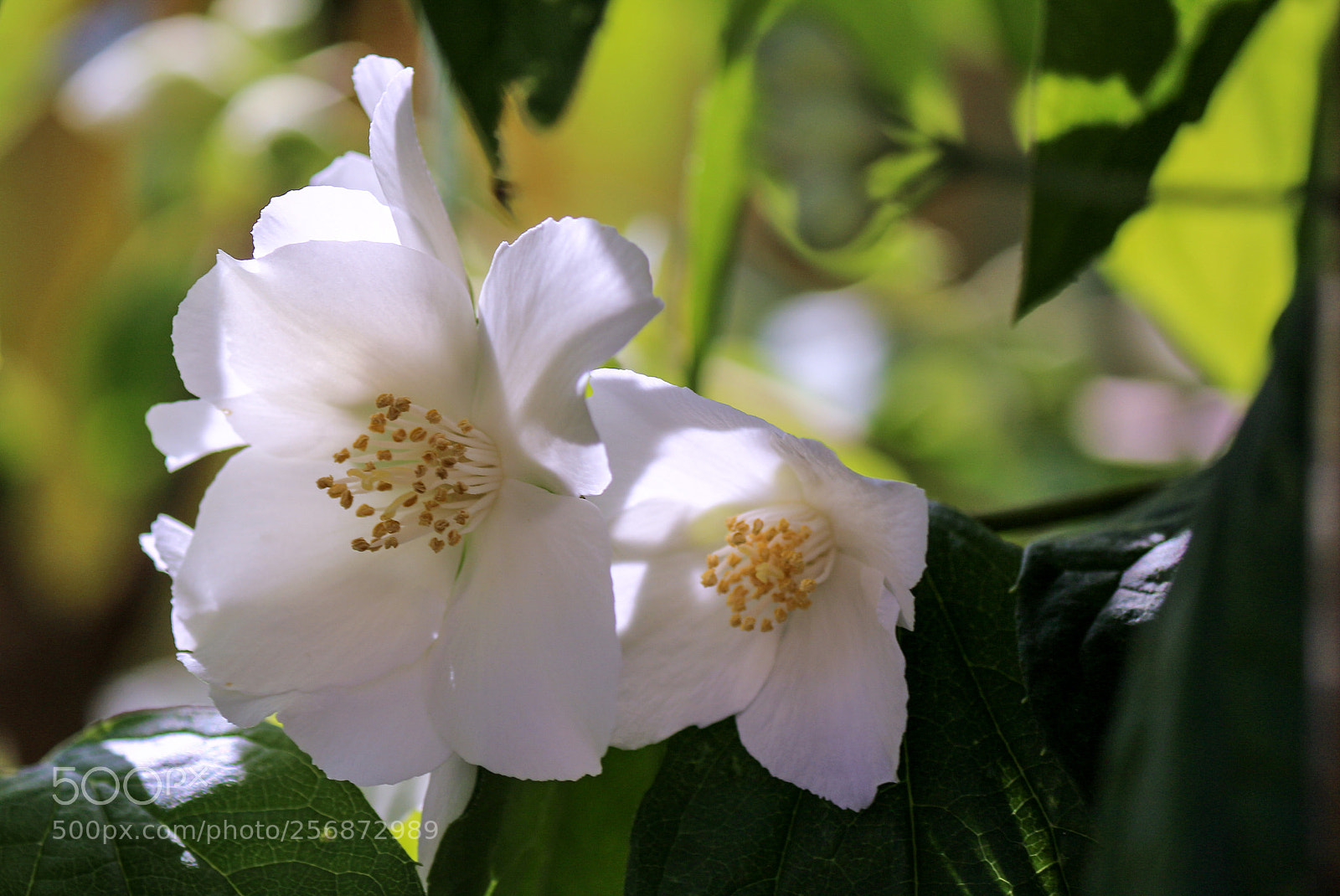 Canon EOS 100D (EOS Rebel SL1 / EOS Kiss X7) sample photo. Rosa canina photography
