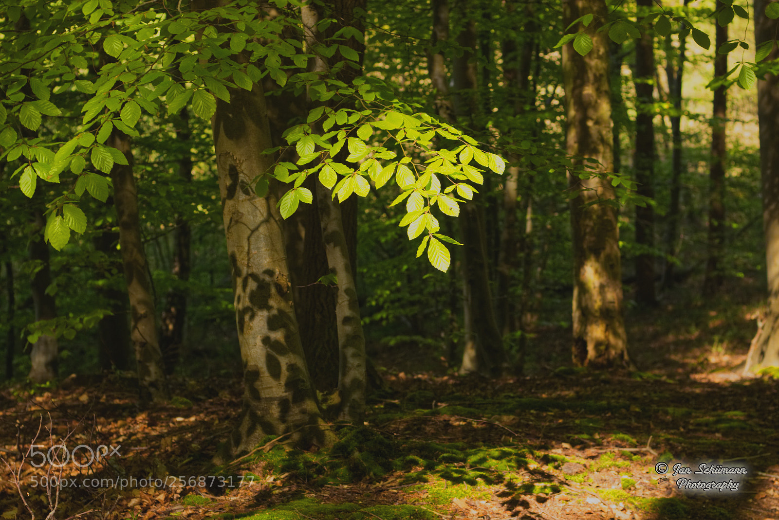 Canon EOS 70D sample photo. Natural beauties / naturschönheiten photography