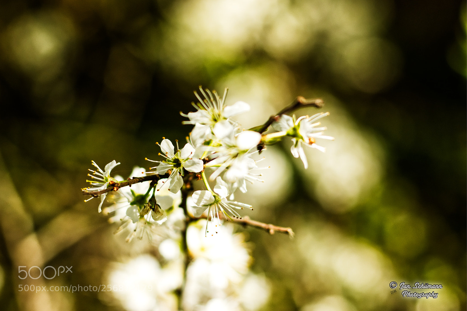 Canon EOS 70D sample photo. Natural beauties / naturschönheiten photography