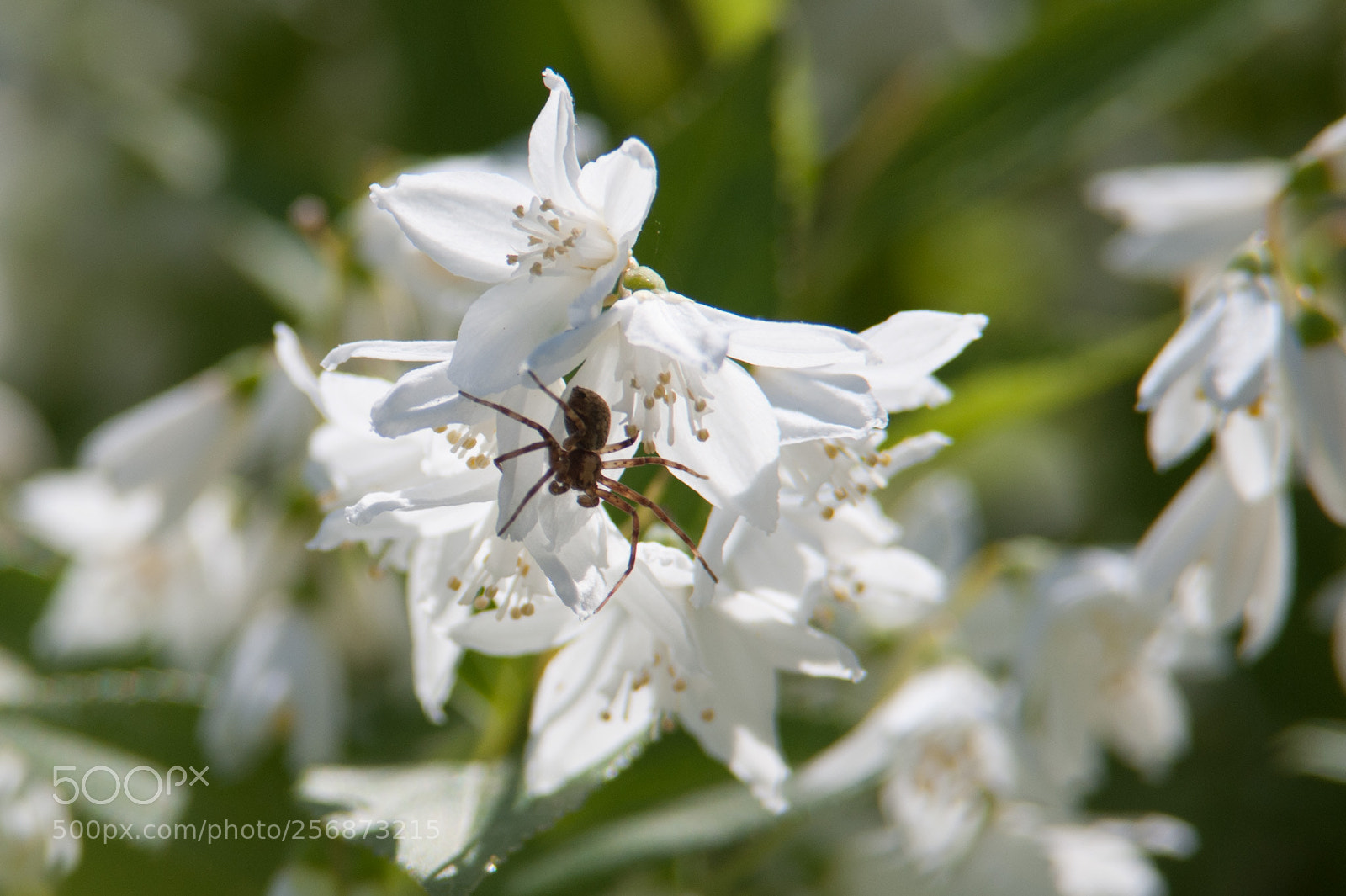 Nikon D700 sample photo. Spider photography