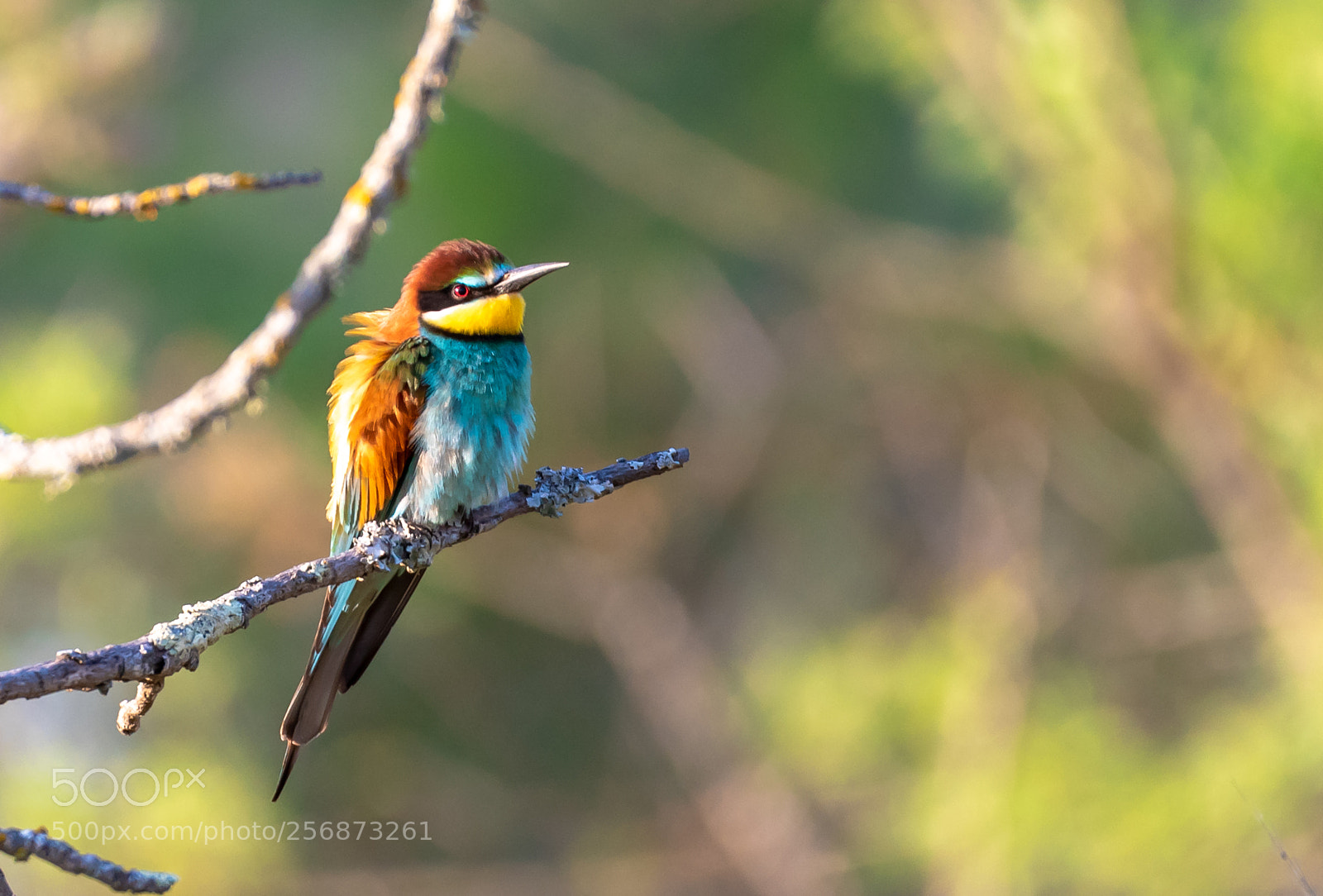 Nikon D750 sample photo. European bee-eater photography
