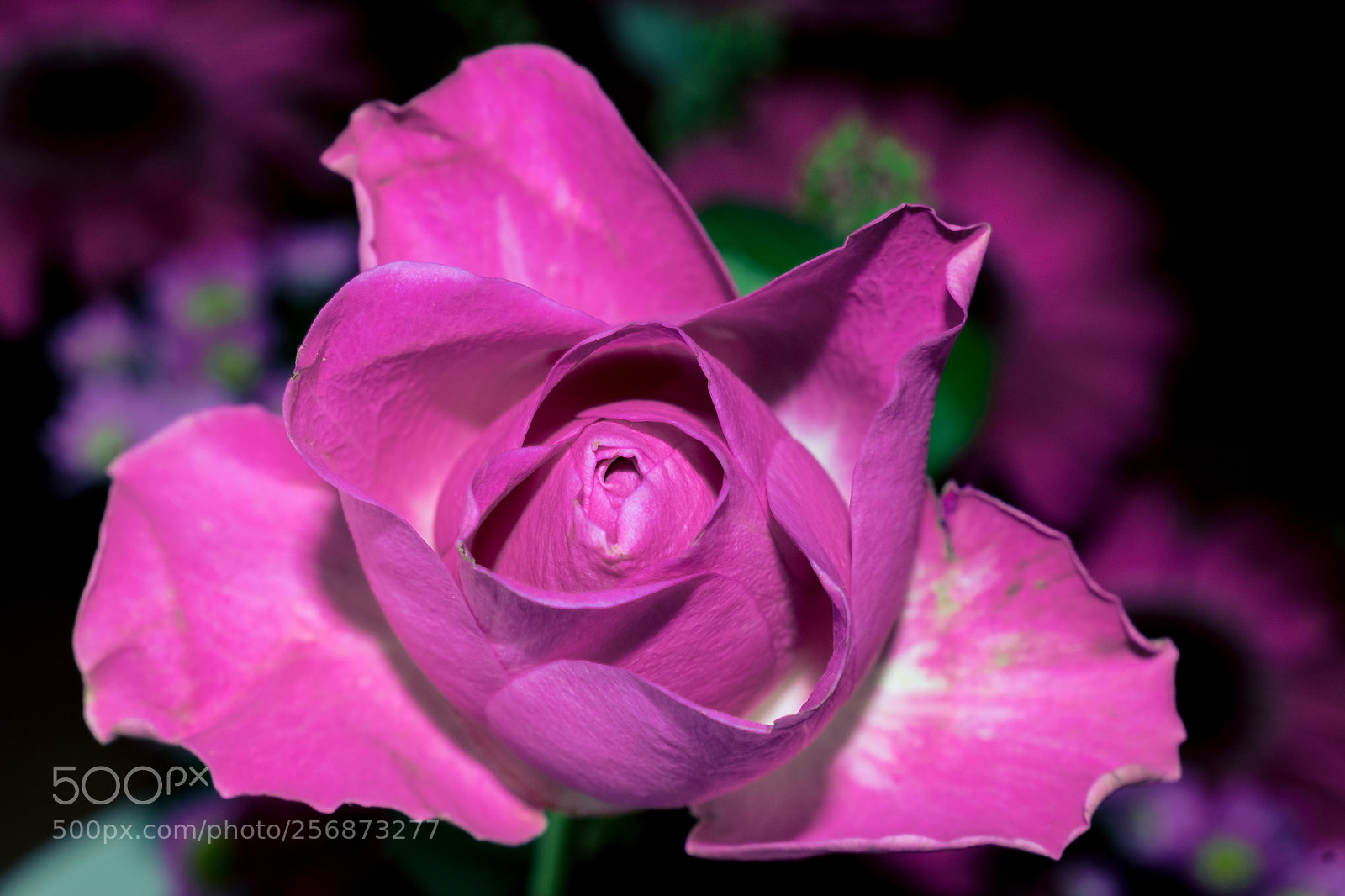 Nikon D3300 sample photo. Rose photography