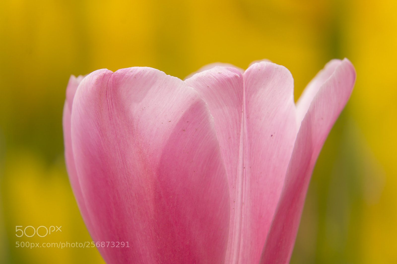 Sony a6000 sample photo. Pink on yellow photography