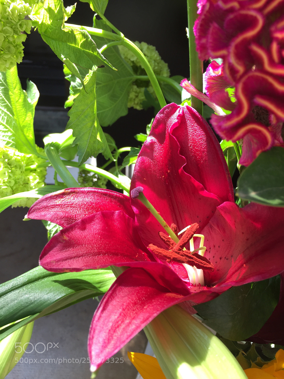 Apple iPhone 6 sample photo. Dark red flower photography