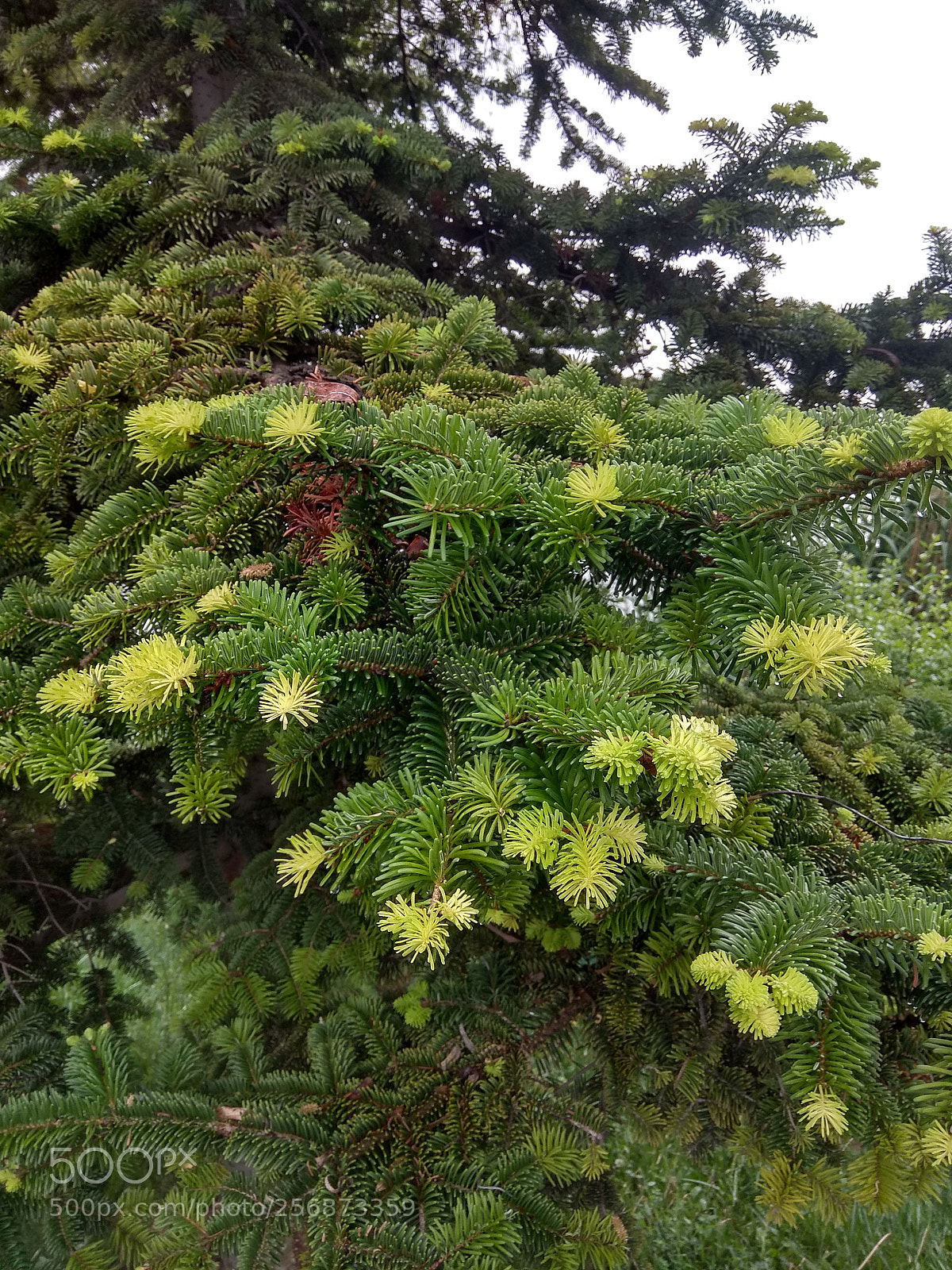 Xiaomi Redmi Note 4 sample photo. Different colours on one photography