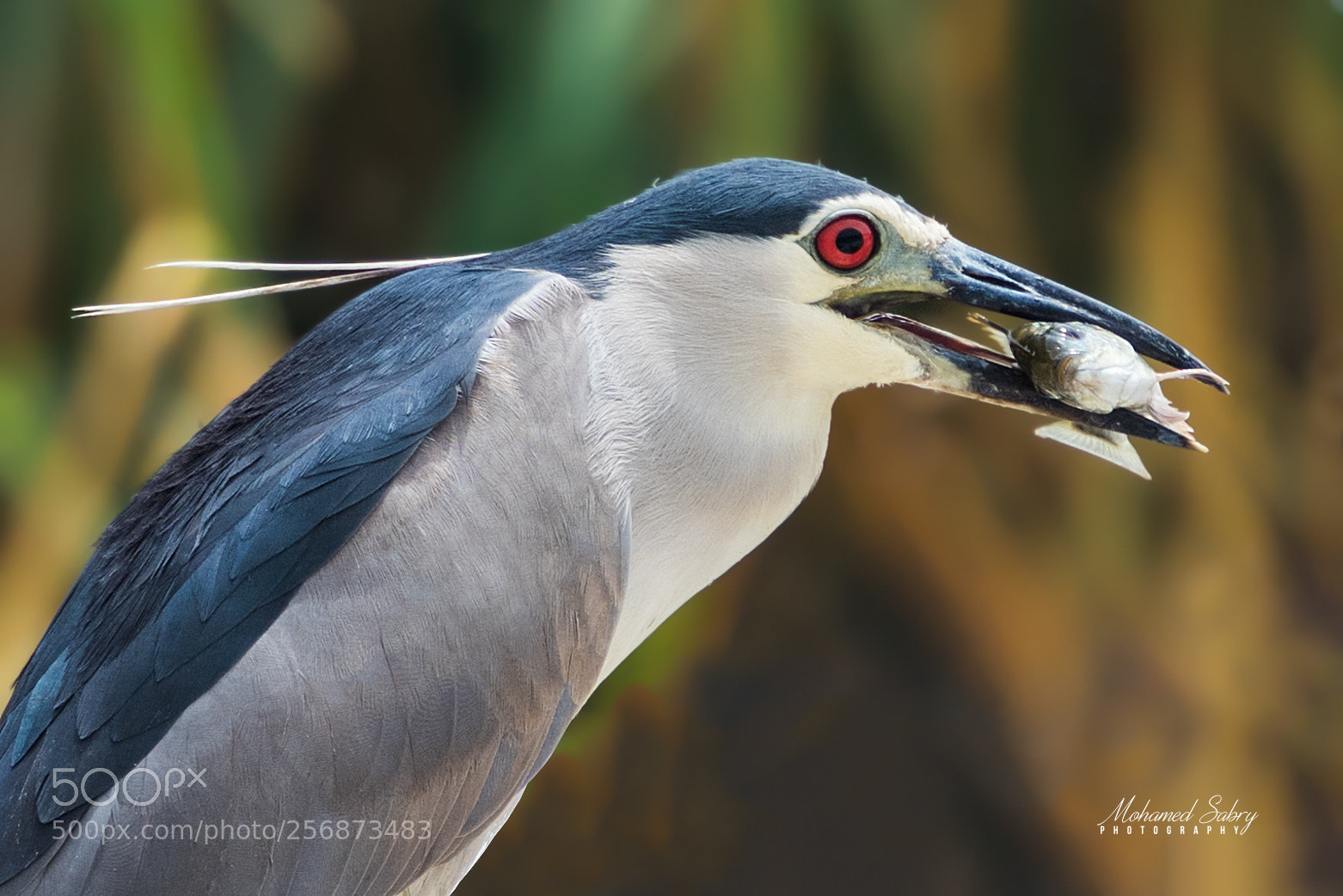 Nikon D810 sample photo. Black crowned night heron photography