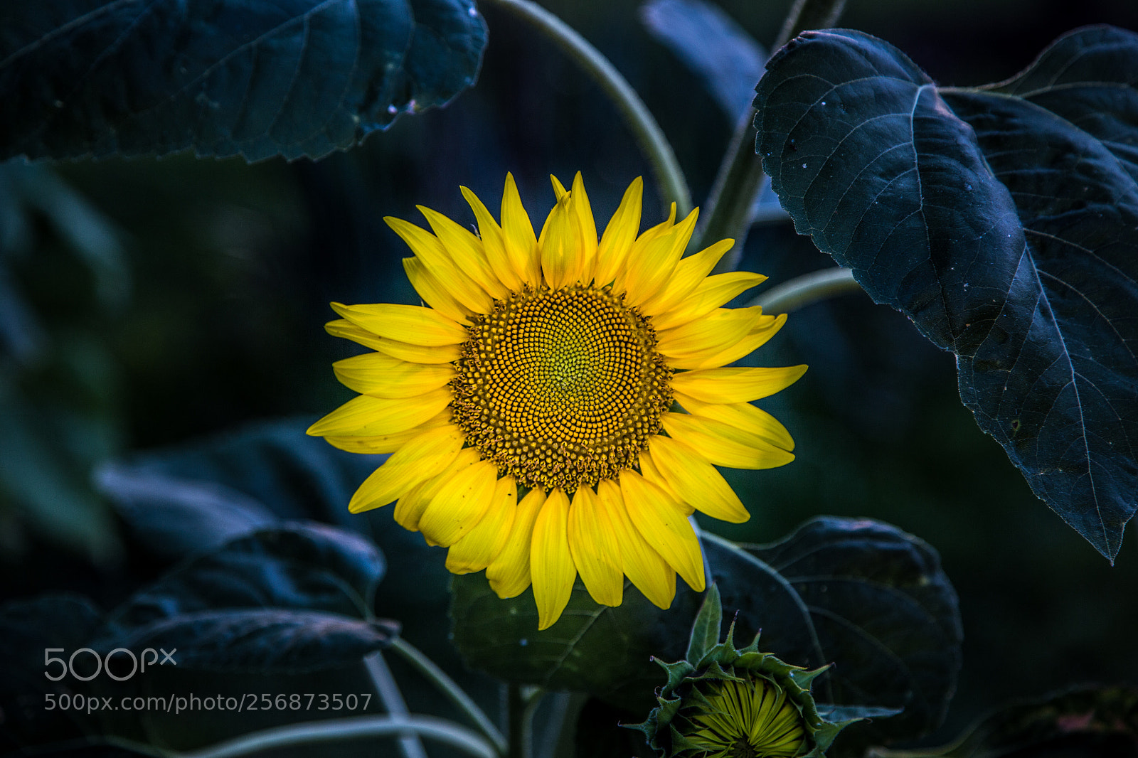 Canon EOS 6D sample photo. Sun... photography