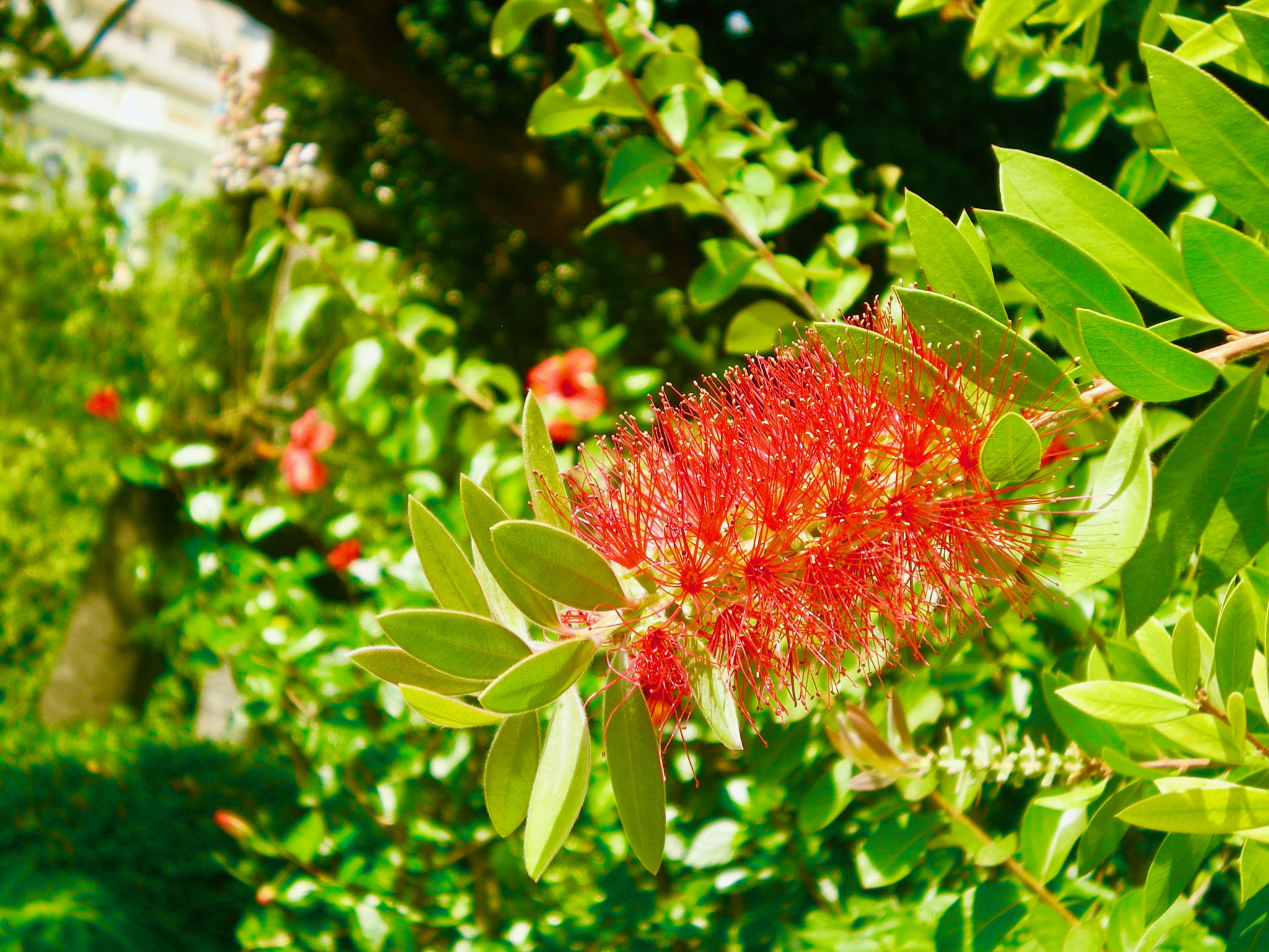 Nikon COOLPIX S200 sample photo. Flower close up photography