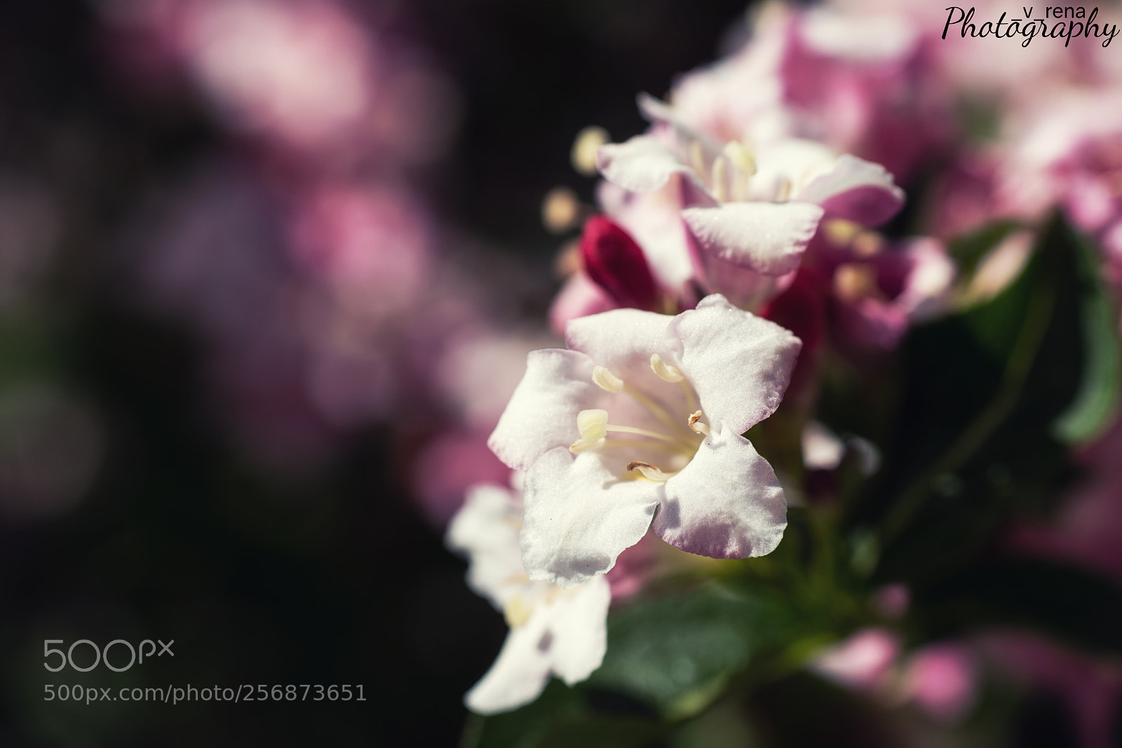 Nikon D7500 sample photo. White pinkish flower photography
