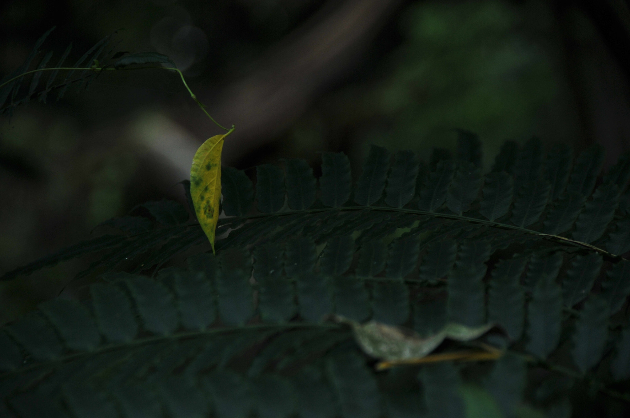 Nikon D3S sample photo. .. photography