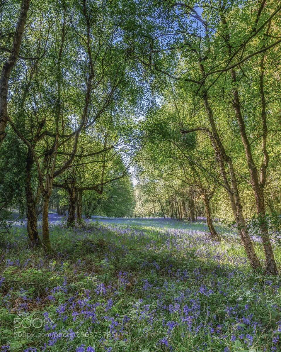 Canon EOS 5D Mark IV sample photo. Shrawley woods bluebells  photography