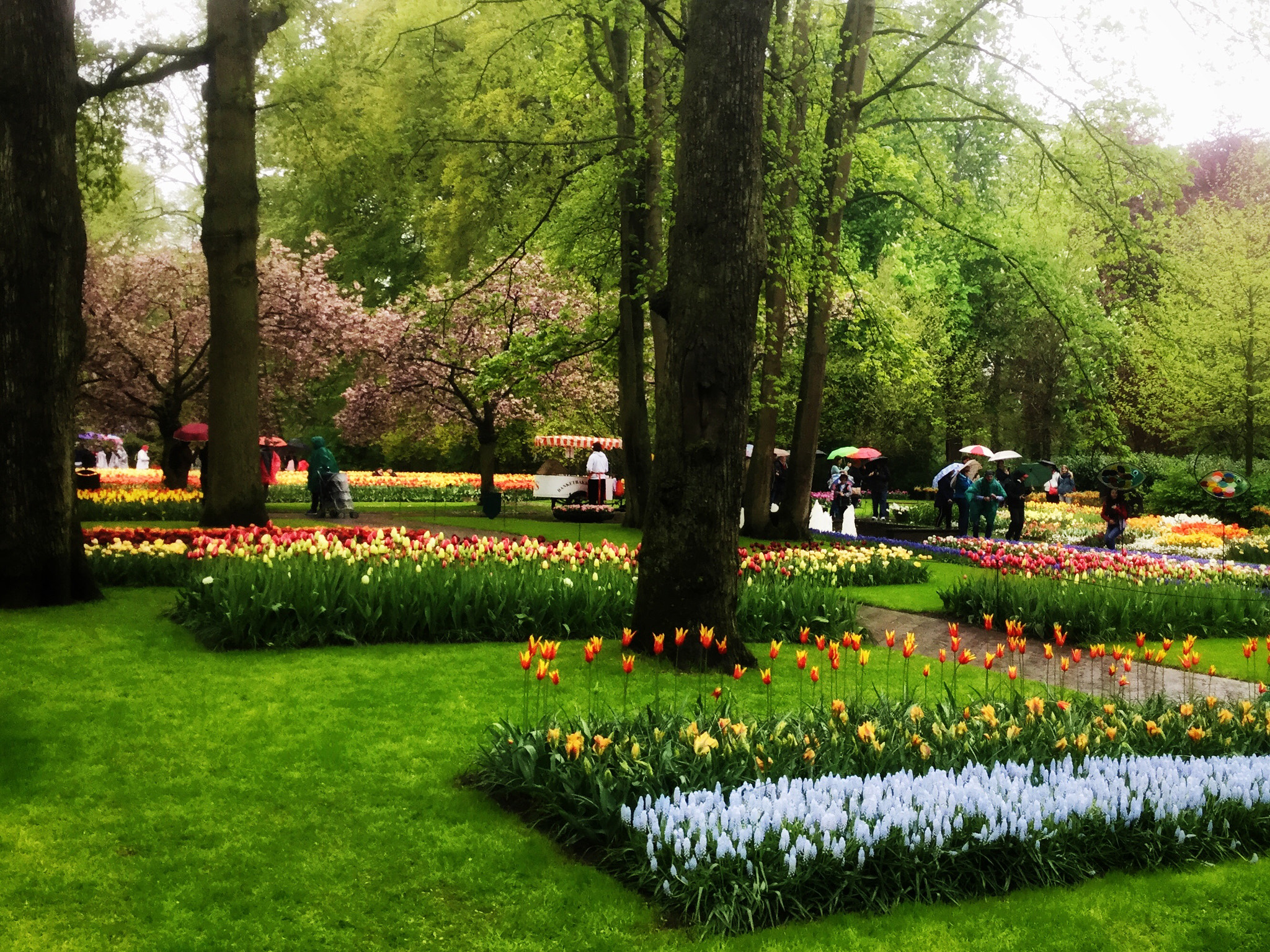 Apple iPad Air 2 sample photo. The tulips garden  photography