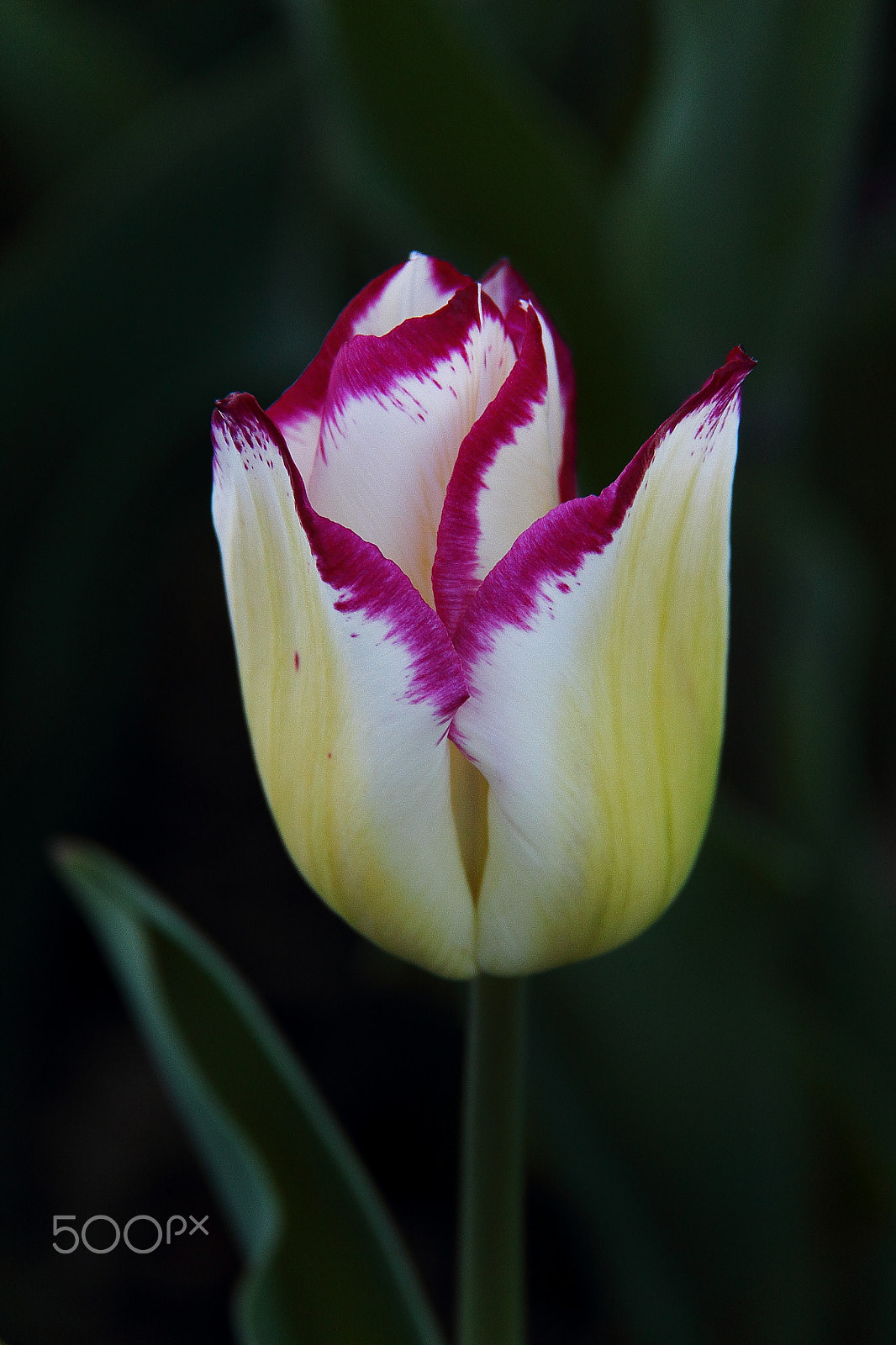 Canon EF-S 18-200mm F3.5-5.6 IS sample photo. 'affaire' photography