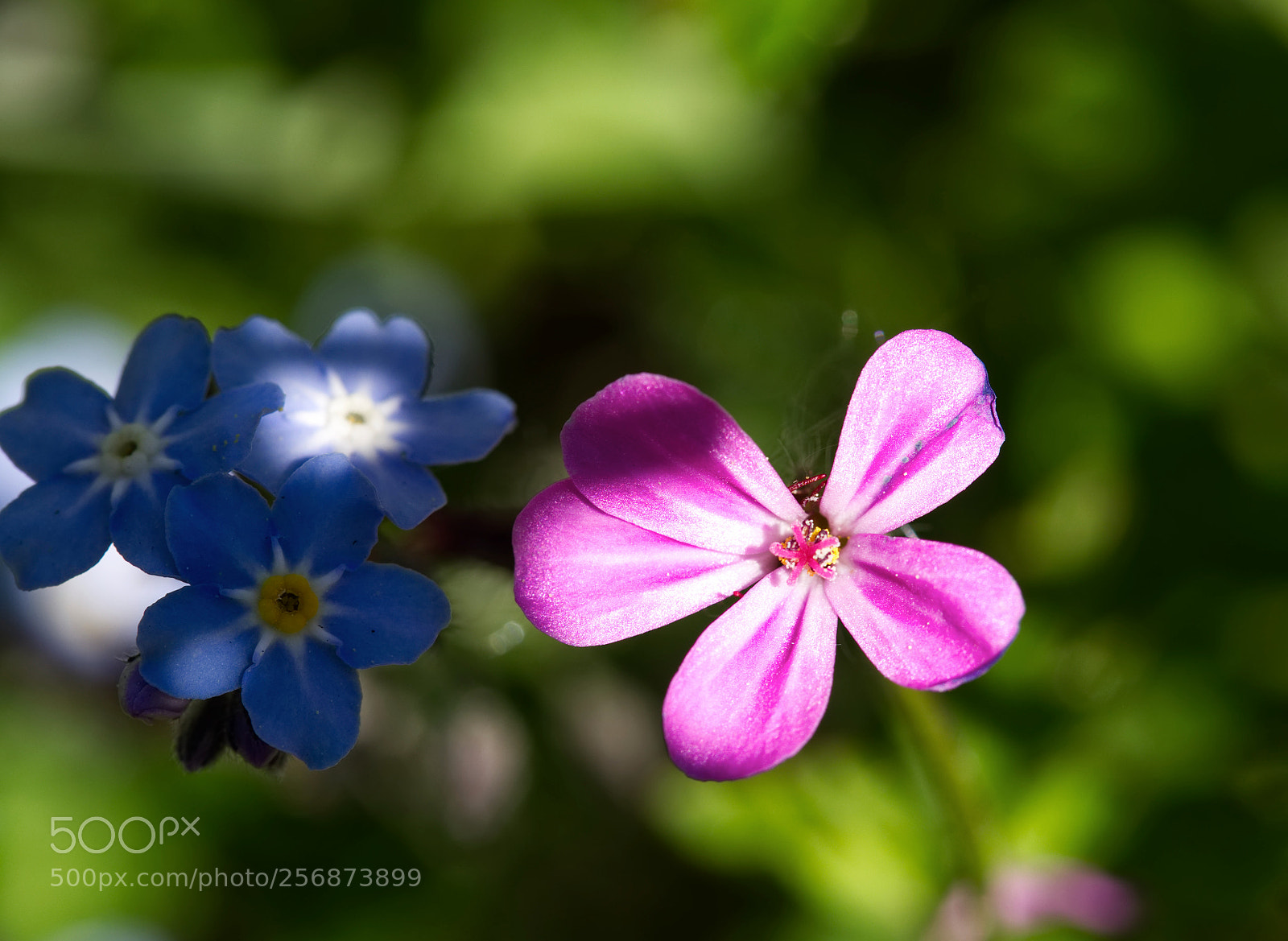Olympus OM-D E-M10 sample photo. Blue and pink photography