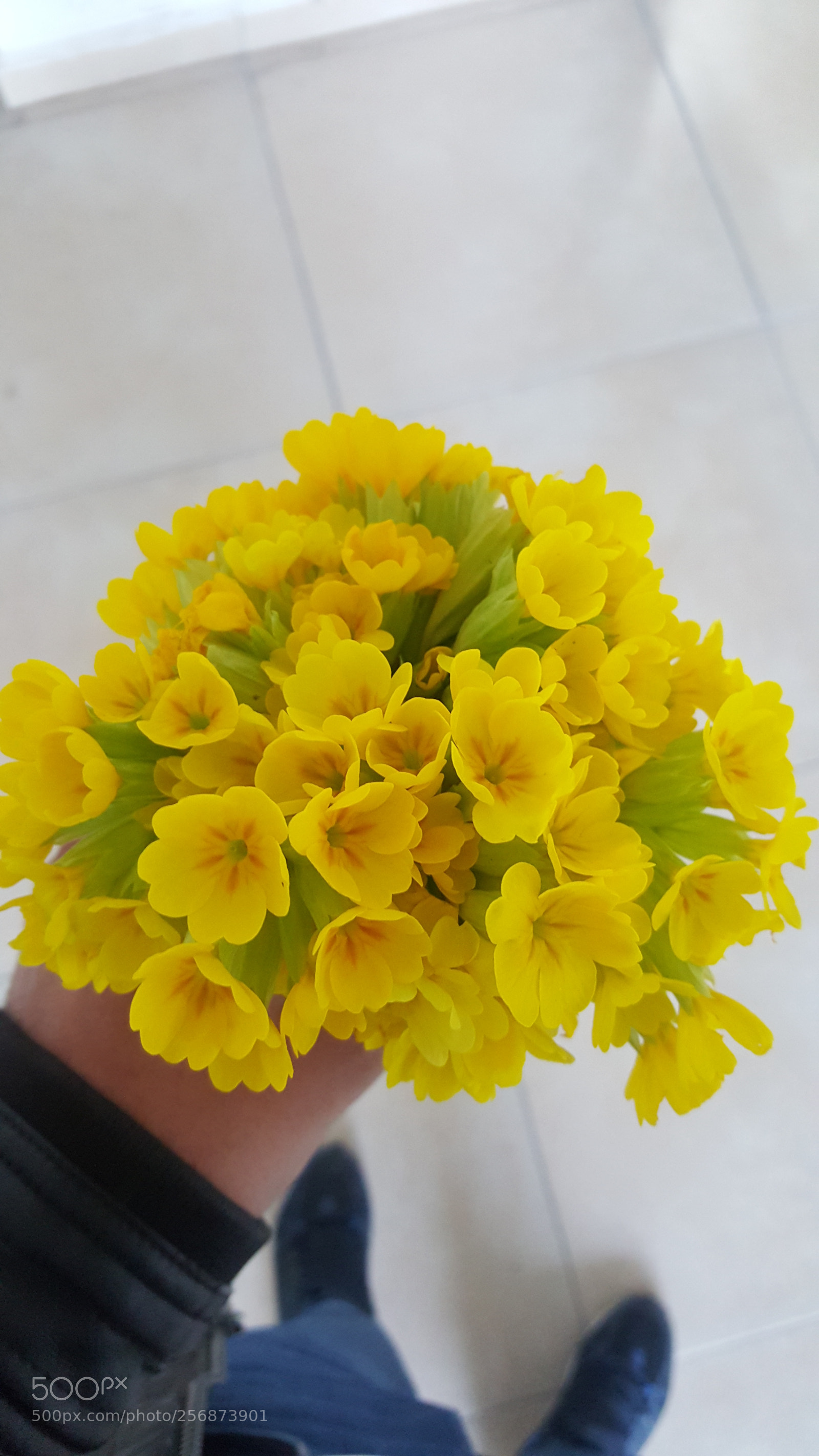 Samsung GALAXY S6 edge sample photo. Endemik bitki photography