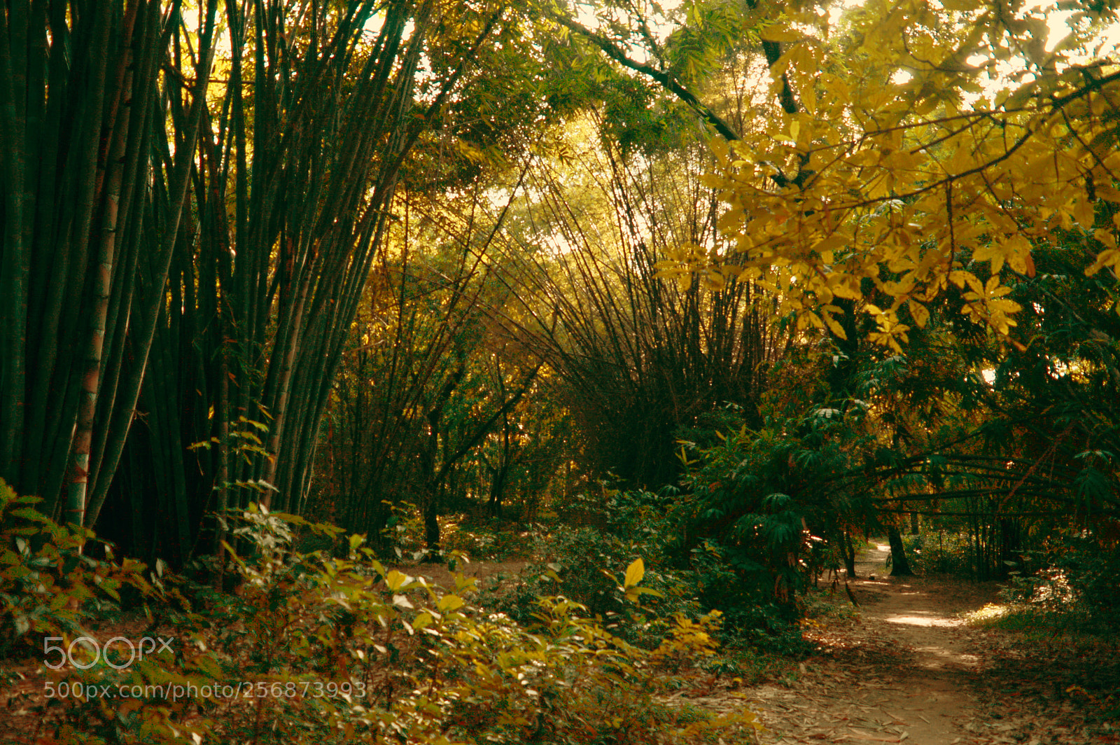 Nikon D3200 sample photo. I choose the road photography